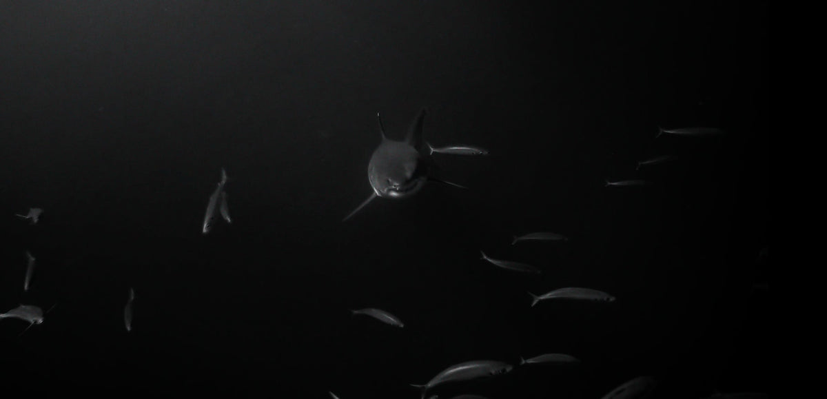 Great White Shark coming out of the depths