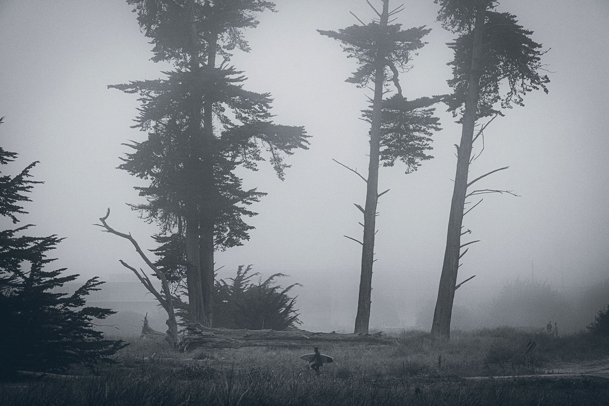 Silhouettes of trees in a foggy forest with a person biking in the foreground.