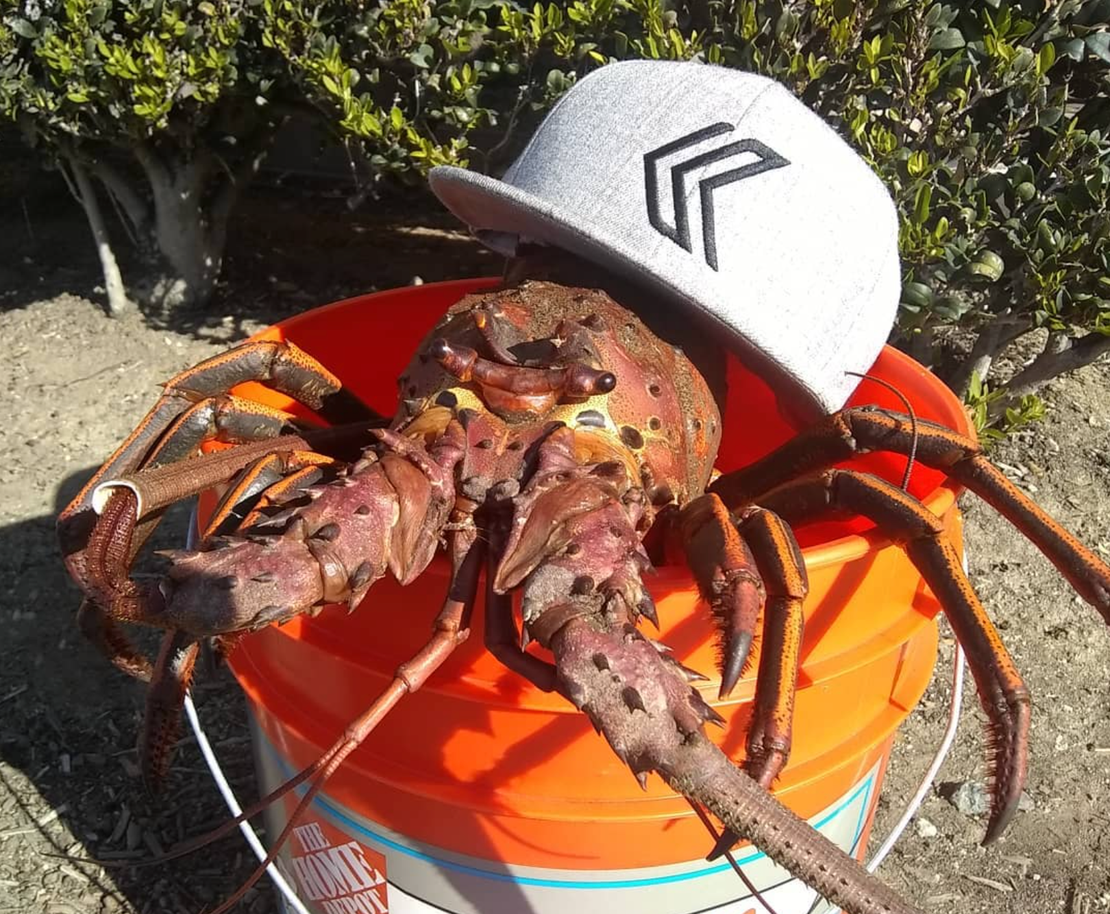 Lobster wearing a Kalletka Hat | Kalletka