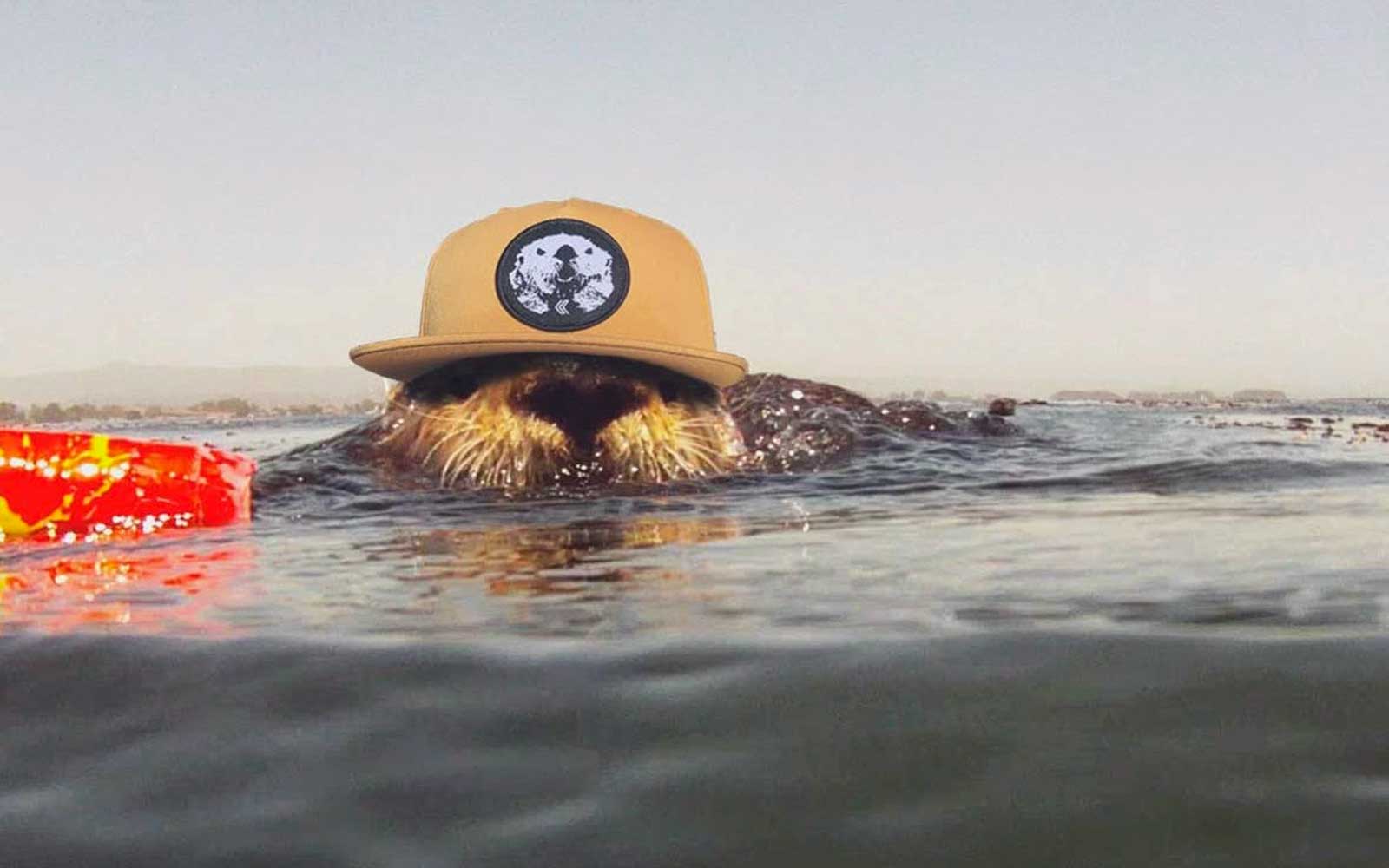 The Mad Otter Collection