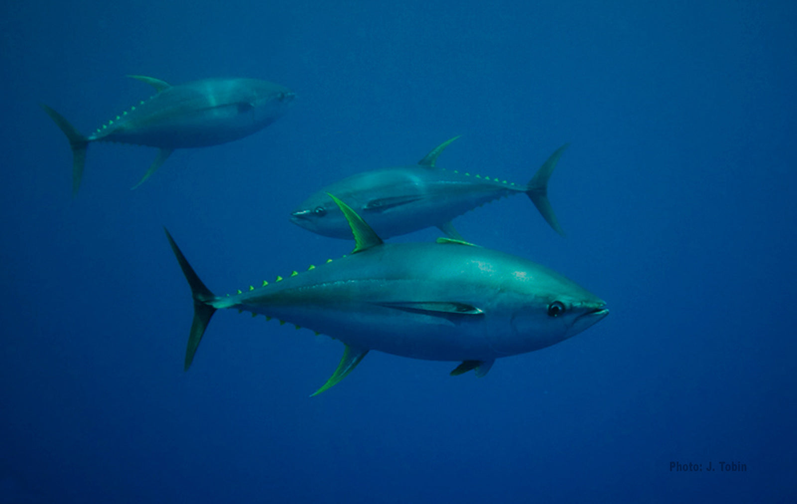 blue-fin-tuna-swimming