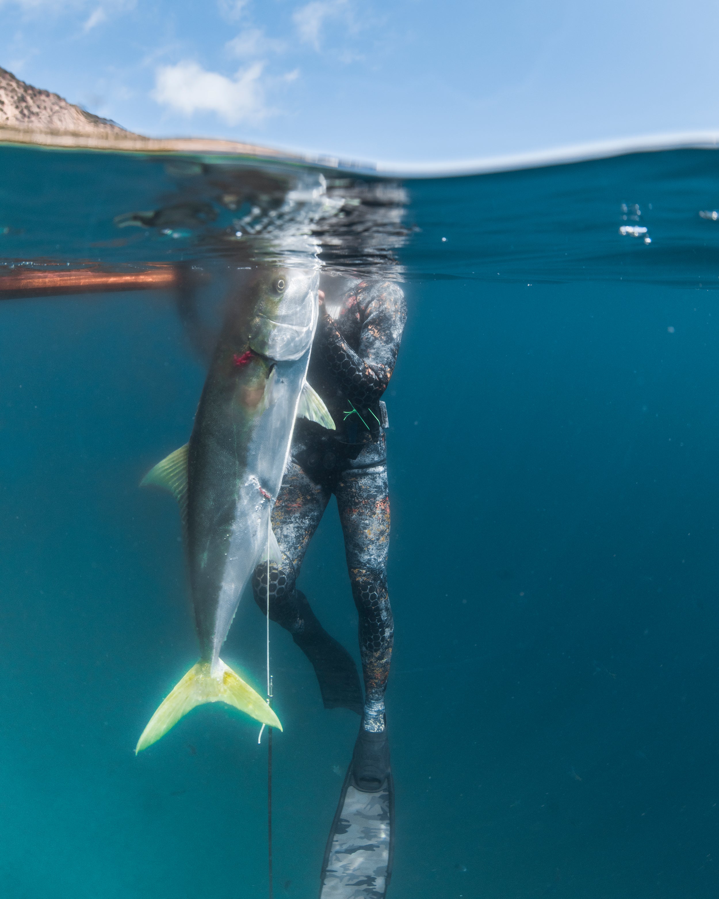Shane Machado Kalletka Ambassador spearfishing yellowtail