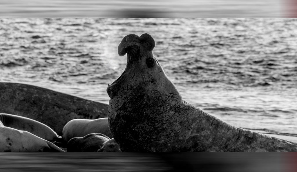 Male Elephant Seal vocalizing